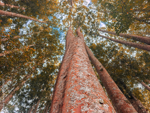 Low angle view of tall forest trees with autumn foliage and textured bark