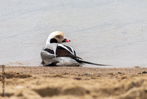 Long-tailed Duck Resting on Sandy Shore at Baltic Sea
