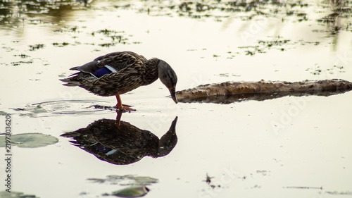 Fotografie Horizontal reflective wildlife photo of duck standing by pond edge real life pho