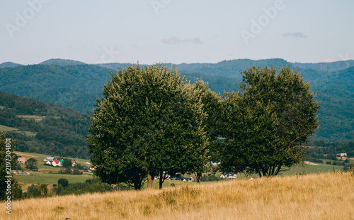 Canvas Print Horizontal rural landscape photo of trees in golden field with mountains real li