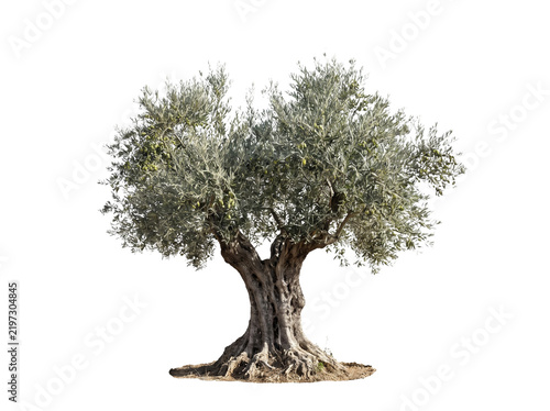 Olive tree isolated