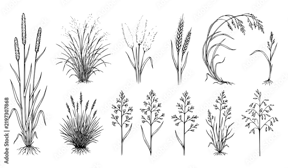 Obraz premium Hand Drawn Sketch Set of Wild Grasses and Wheat Stalks, Black and White Vector Illustration Collection of Botanical Field Plants
