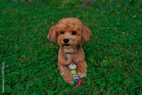 Canvastavla the small red Havanese dog is playing in a meadow