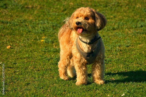 Canvastavla the small red Havanese dog is playing in a meadow
