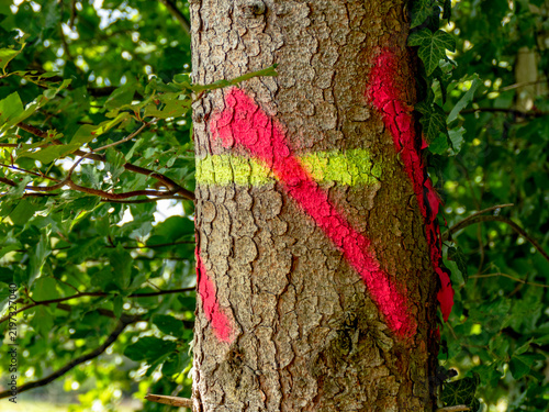 Zur Fällung markierte Bäume im Wald