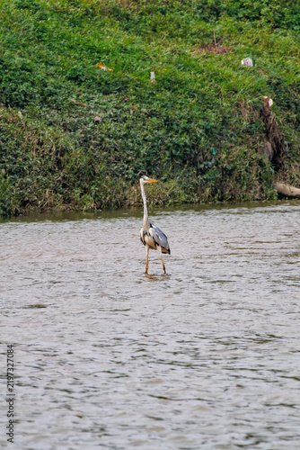 Фотография Grey Heron Wading in Shallow Tropical River in Vertical Composition