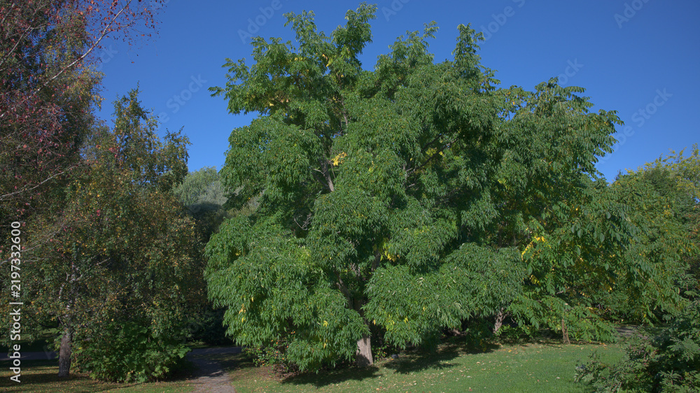 Obraz premium Large leafy tree with green foliage and developing berries under a clear blue sky.