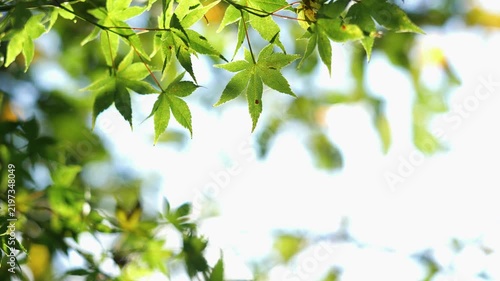 Green Japanese Maple Leaves Backlit by Natural Sunlight