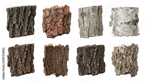 Collection of various tree bark textures isolated on white background with forestry botanical material close-up collection