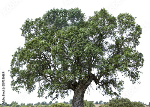 Isolated oak tree standing in a dry field