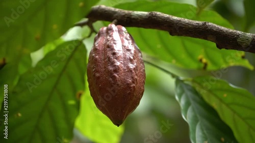Ripe Brown Cacao Pod Hanging on Tree Branch in Nature. 4K Video