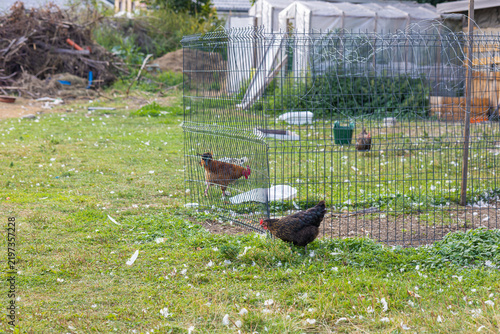 Cuadro en lienzo Rooster and Hens Foraging Beside a Wire Enclosed Chicken Coop