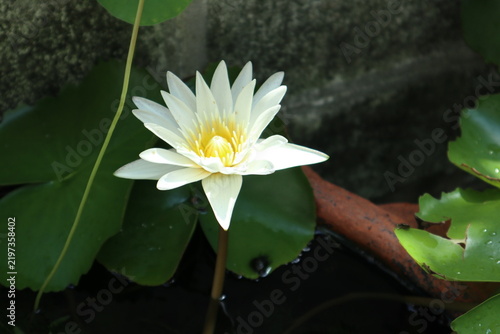 Fotografie white water lily