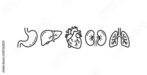 Human Organs Anatomy Collection  Line Art  Doodle Icons Drawing  and  illustration of Stomach  Liver  Heart Silhouette Stock vector 