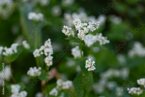Obraz na plátně 蕎麦の花