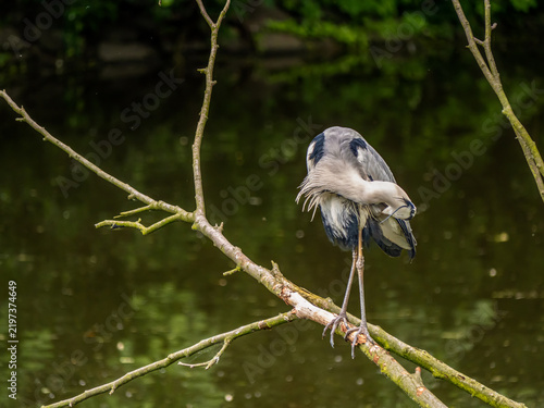 Фотография Graceful grey Heron Perched on a Branch by a Calm Pond in Nature