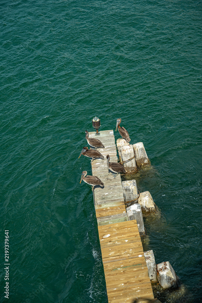 Fototapeta premium Brown pelicans resting on wooden ocean pier. High angle perspective of aquatic birds sitting on weathered dock planks surrounded by deep green sea ripples.
