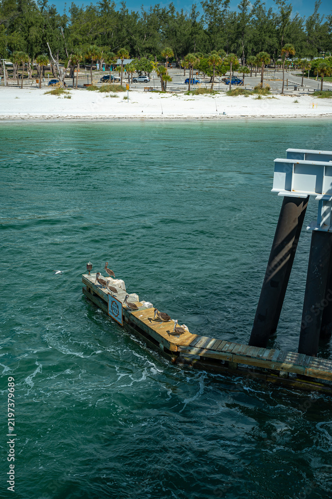 Fototapeta premium Pelicans resting on wooden dock structure over ocean water.. Brown birds sit on weathered planks near white sand beach and coastal trees.