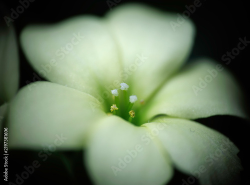 Cremegelbe Blüte (Makro)