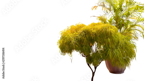 Fotografía A horizontal photo of a Polyscias fruticosa plant and a palm plant in a brown pot, isolated on transparent background for design and graphic use