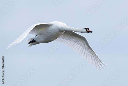 Foto adult Mute Swan (Cygnus olor) in flight, found at Fehmarn at the Baltic Sea in G
