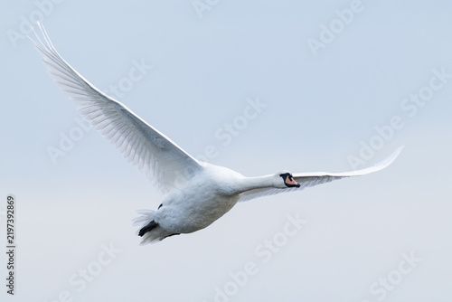 Canvastavla adult Mute Swan (Cygnus olor) in flight, found at Fehmarn at the Baltic Sea in G