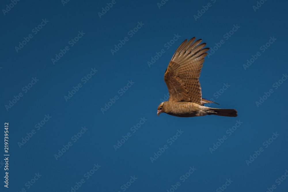Obraz premium Bird soars against vivid blue sky