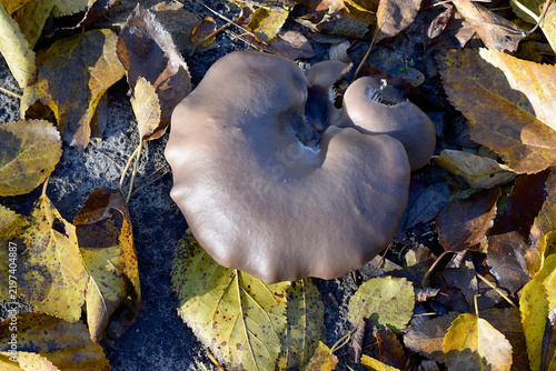 Bild auf Leinwand A wild oyster mushroom growing on the ground among fallen leaves.