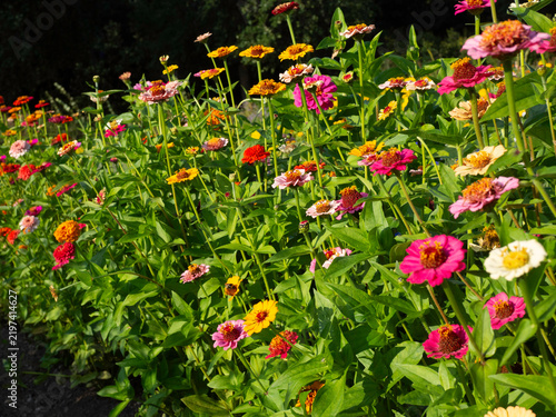 Vibrant garden bed with colorful blooming flowers of Zinnia elegans, sunny day closeuup