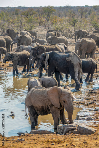 Photography Large herd of elephants drinking at Halali waterhole in Etosha National Park, wi