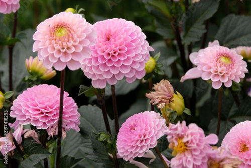 Pink Decorative dahlia ‘Wizard Of Oz’ in flower.