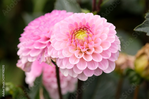 Pink Decorative dahlia ‘Wizard Of Oz’ in flower.