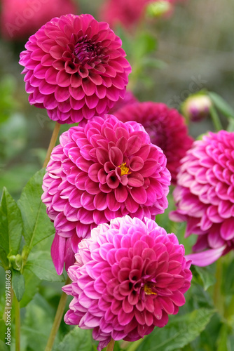 Deep pink purple Decorative dahlia ‘Blyton Royal Velvet’ in flower.