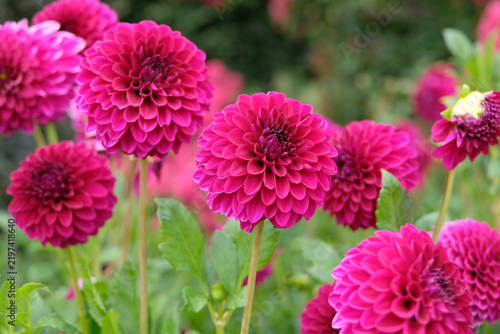 Deep pink purple Decorative dahlia ‘Blyton Royal Velvet’ in flower.