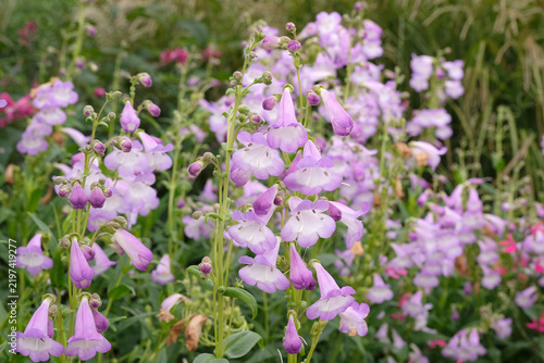 Purple and white Penstemon ‘Alice Hindley’ in flower.