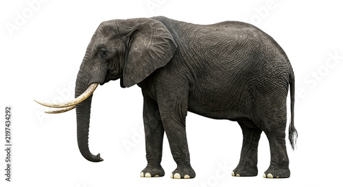 фотографія Profile of a majestic African elephant with large tusks