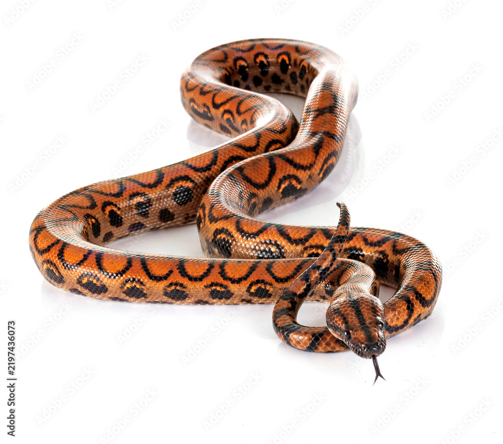 Obraz premium Rainbow boa in studio