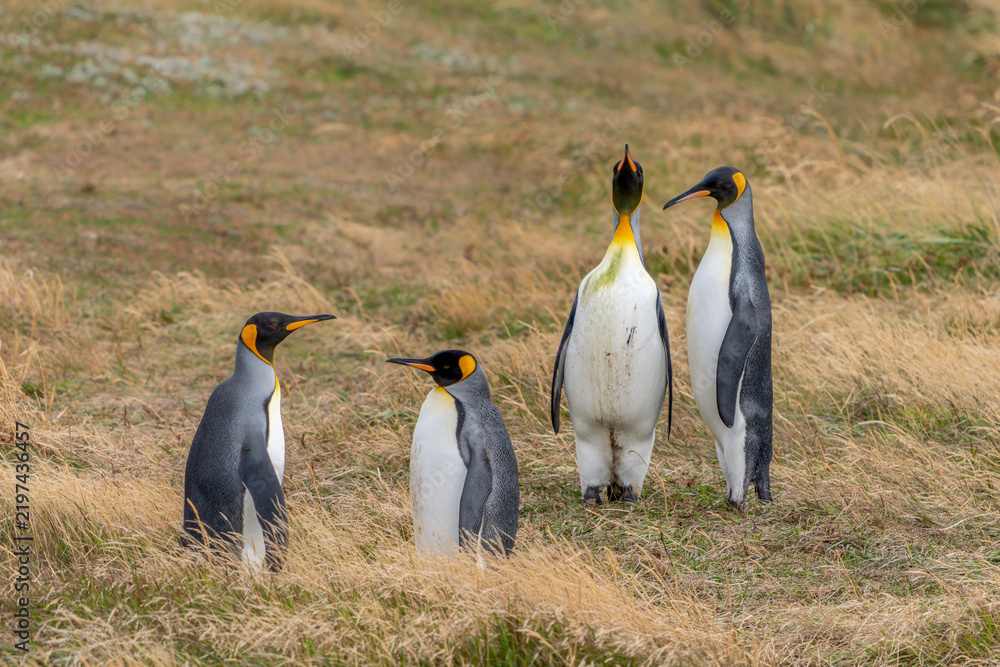 Obraz premium King Penguins (Aptenodytes patagonicus) Standing on Coastal Grassland Tierra del Fuego, Patagonia, Chili. 