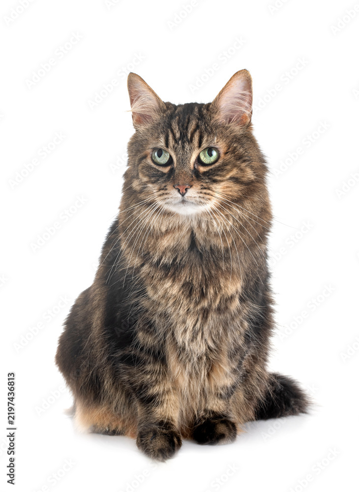Fototapeta premium maine coon cat