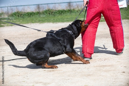 training of rottweiler
