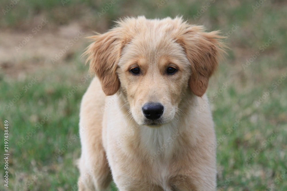 Obraz premium golden retriever puppy