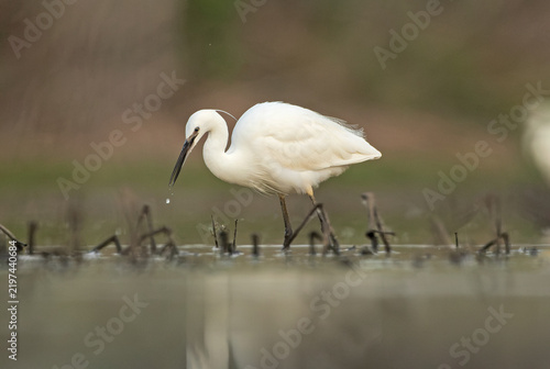 Little Egret (Egretta garzetta) Hunting at Dawn with Water Droplet Falling from Its Beak 
A Little Egret caught in a dynamic hunting moment at dawn, with its beak open and a drop of water falling from