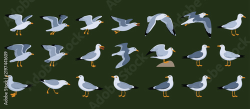 Seagull bird poses collection with flying and standing postures in flat vector style for coastal marine design projects