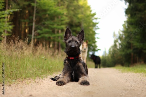 Foto Portrait of a Belgian Shepherd puppy in the forest