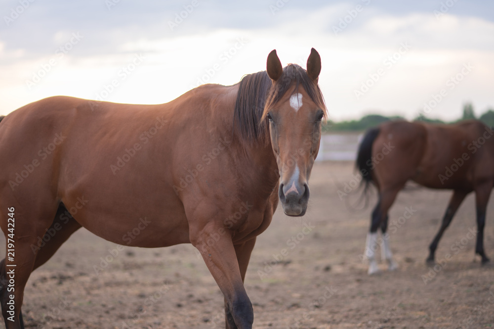 Obraz premium Bay horse standing in dry paddock looking forward