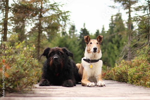 A pack of dogs together side by side in nature.