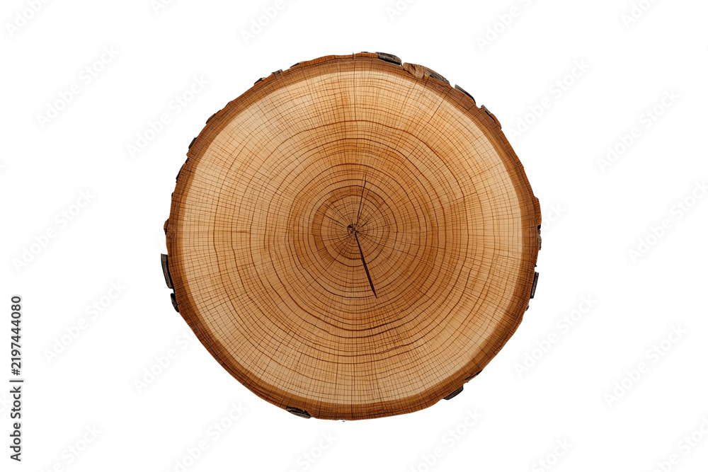 Obraz premium Natural log cross section showing bark and fine cracks