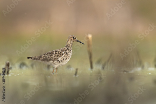 Ruff (Calidris pugnax) walking through shallow water while foraging, with its legs immersed and small splashes, photographed in a natural wetland habitat.