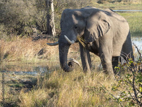 Foto Elephant grazing