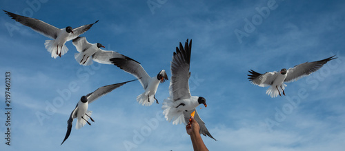 A tourist feeding a flock of Laughing Gulls mid-air with crunchy snacks against a clear blue sky. Clearwater Beach, Florida, USA.